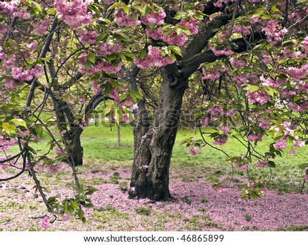 Japanese cherry trees in bloom in Central Park - New York City