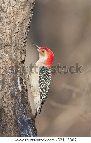 Red-bellied Woodpecker (metanerpes carolinus) on branch in park in winter