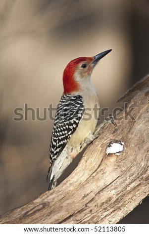 Red-bellied Woodpecker (metanerpes carolinus) on branch in park in winter