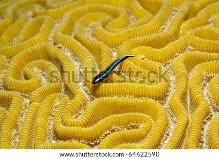Close up of Neon Goby fish on coral reef resting on brain coral