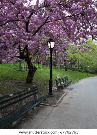spring in Central Park with Japanese Cherry trees