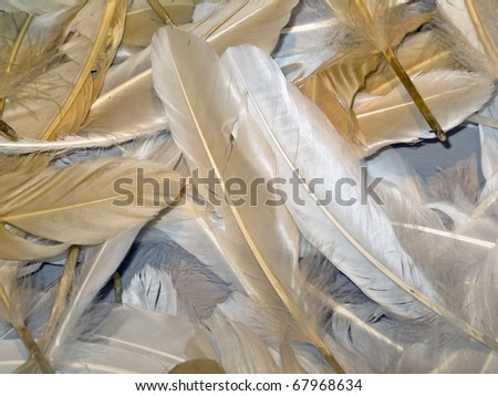 Down feathers in large pile