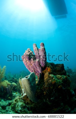 Dive boat at surface of water and just below a pueple stove pipe sponge