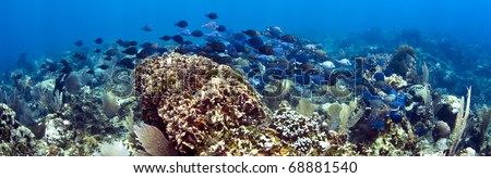 School of blue tangs swimming over coral reef
