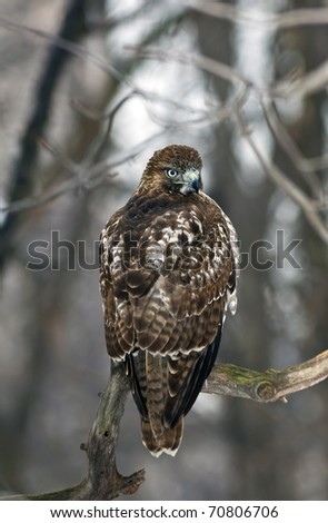 Red Tailed Hawk (Buteo Jamaicensis) perched in tree in Central Park, New York City in winter