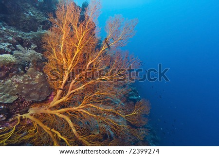Sloping coral wall off the coast of Bunaken island in North Sulawesi, Indonesia