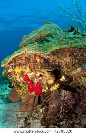 Underwater off the coast of Roatan Honduras -  Caribbean spiny Lobster,Panulirus argus
