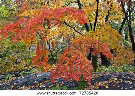Autumn in Central Park with Japanese maple tree