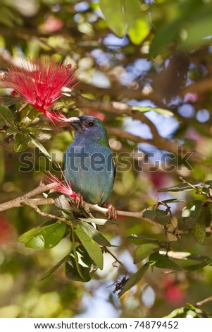Forbes Parrot Finch  feeding on bottle brush tree flowers