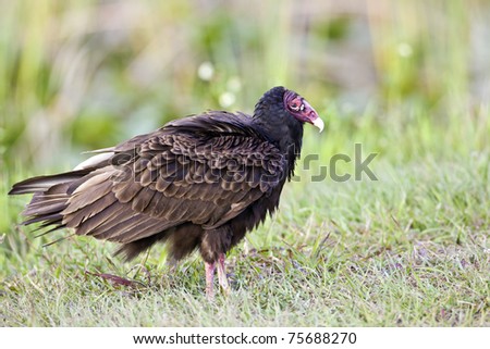 stock-photo-turkey-vulture-cathartes-aura-in-grass-in-everglades-national-park-75688270.jpg