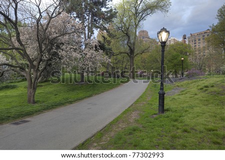 Phlox subulata , cherry tree in Central Park in the early morning