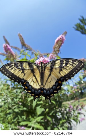 Eastern Tiger Swallowtail (Papilio glaucus) in flower garden in Central Park, New York City