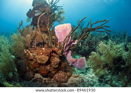 Underwater scene in Honduras with rope and purple vase sponge