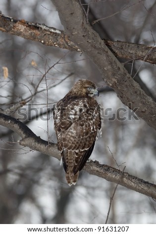 Red Tailed Hawk (Buteo Jamaicensis) perched in tree in Central Park, New York City in winter