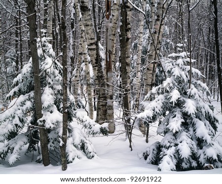 Forest Snow Storm