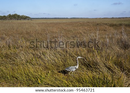 Scene in Everglades National Park in the early morning with birds