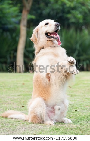 Golden retriever dog sitting on hind legs