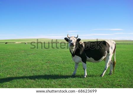 Cow standing and looking at somewhere on the lawn