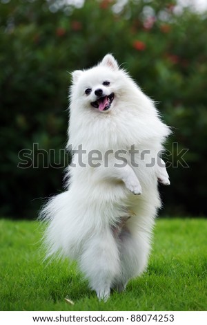 White pomeranian dog standing on hind legs