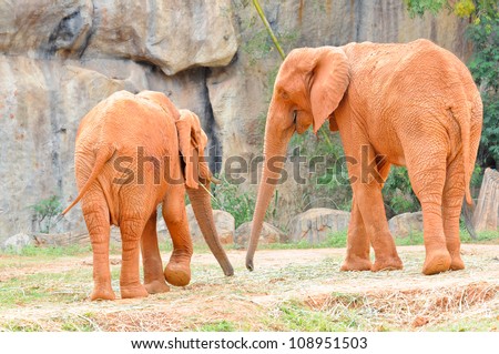 Red Couple African elephant on playing in the natural wild