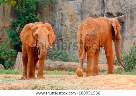 Red Couple African elephant on playing in the natural wild