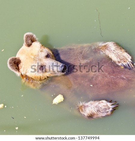 Bear play in the water