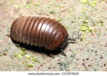 Close up Pill-bug in the nature