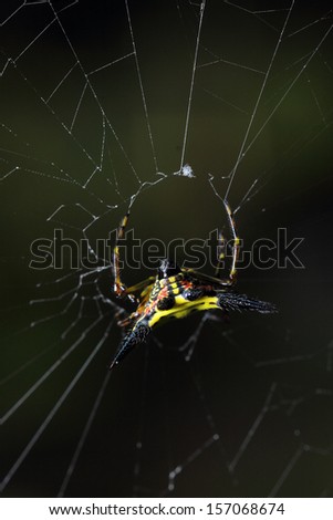 White spider wait with  woven web  spider
