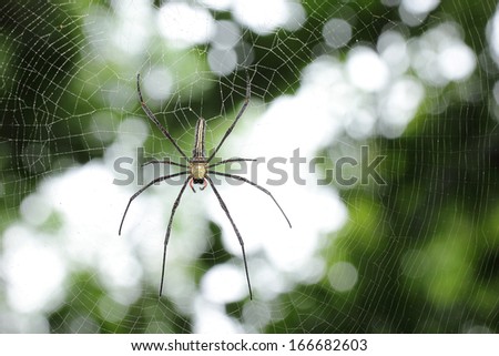 White spider wait with woven web spider in the nature