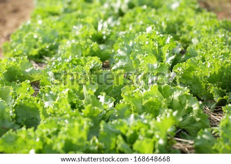 Close up Vegetable grow on the soil in the nature