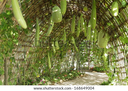 Winter melon hang in the Thailand garden