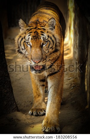 Bengal Tiger ,face of animal in the natural.