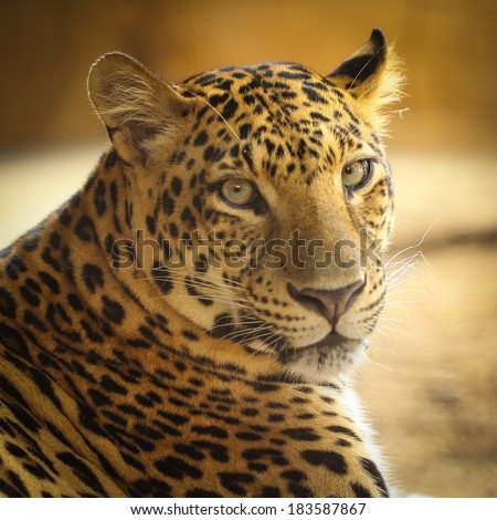 Close up face of Jaguar animal in nature wild