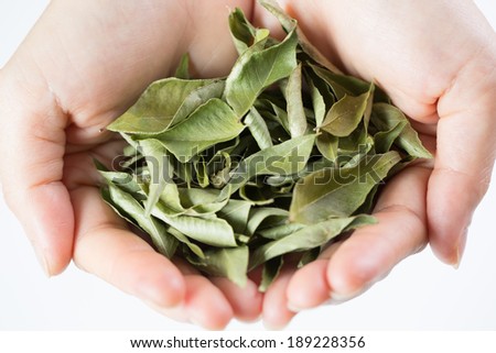 Close up Dried curry leaves with white background