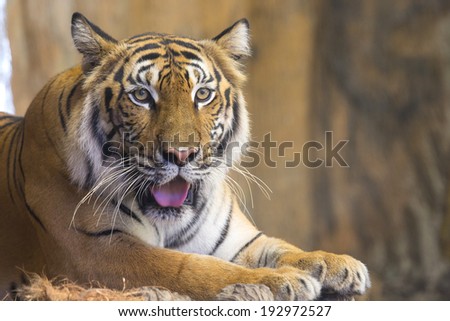 Bengal Tiger ,face of animal in the natural