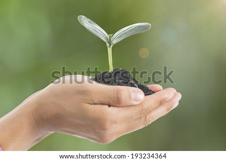 Human hand cover small growing plant in the garden.