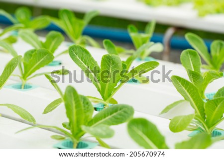 Hydroponics Vegetable ,the nutrition in the future