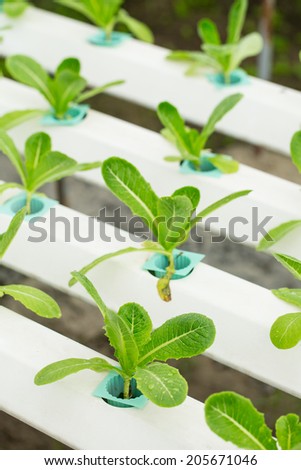 Hydroponics Vegetable ,the nutrition in the future