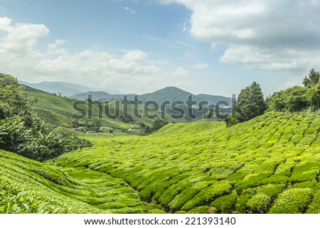 Green tea plant  Cameron highland in Malaysia