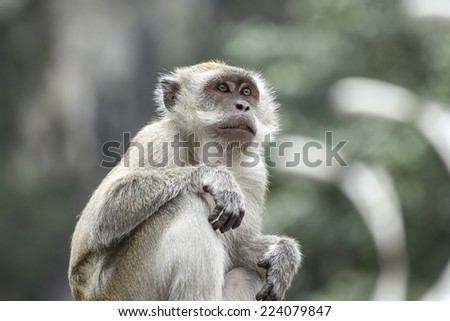 Monkey look forward in national park ,Malaysia.