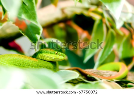 green snake in jungle