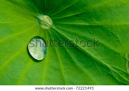 Drop water on the Lotus leaf