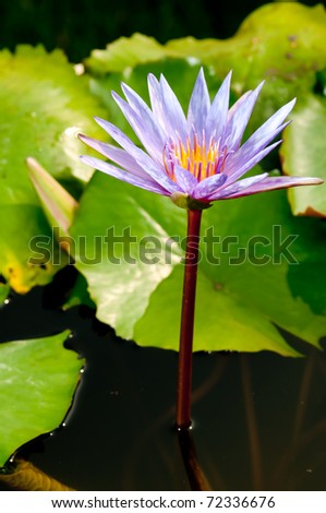 Wonderful Purple Lotus on  the Small River
