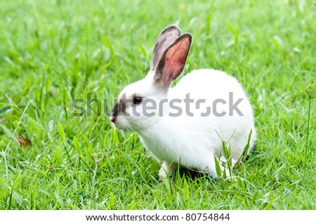 White Bunny on the yard White Rabbit on during running .