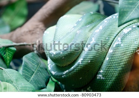 Body of Green Snake in Garden