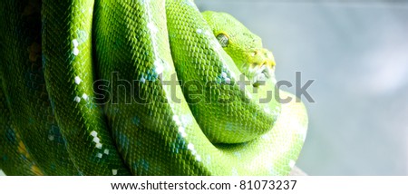 Green Tree Python Chondropyhon viridis  Green Snake