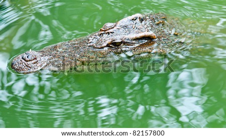 close up crocodile in the river for attack victim