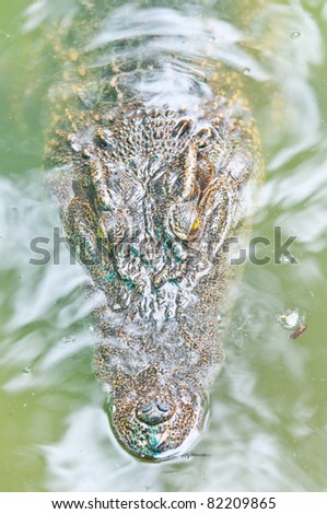 Close up crocodile in the river waiting to attack victim