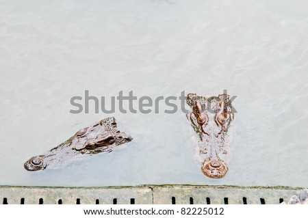 close up crocodile in the river for attack victim
