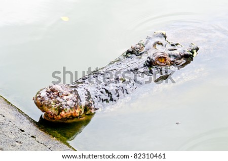 crocodile in the river waiting to attack victim